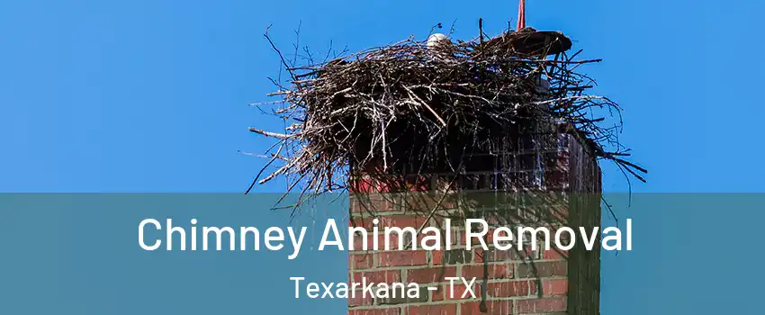 Chimney Animal Removal Texarkana - TX