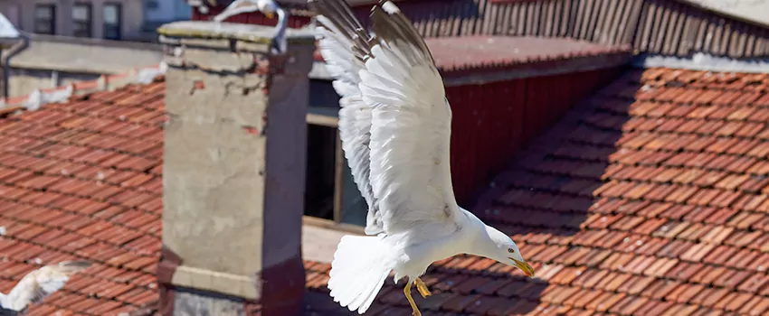 Residential Chimney Animal Removal Solution in Texarkana, TX