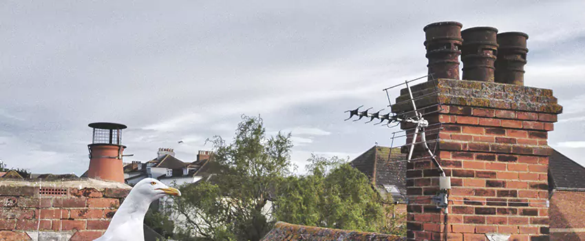 Chimney Cleaning And Restoration in Texarkana, Texas